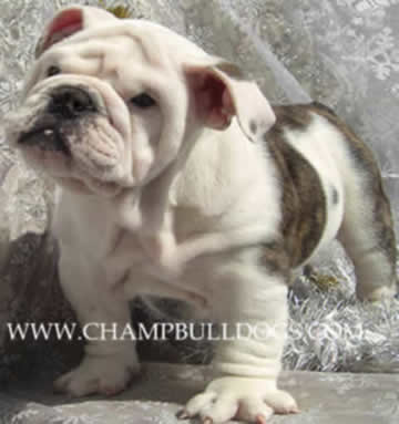 English bulldogs photo